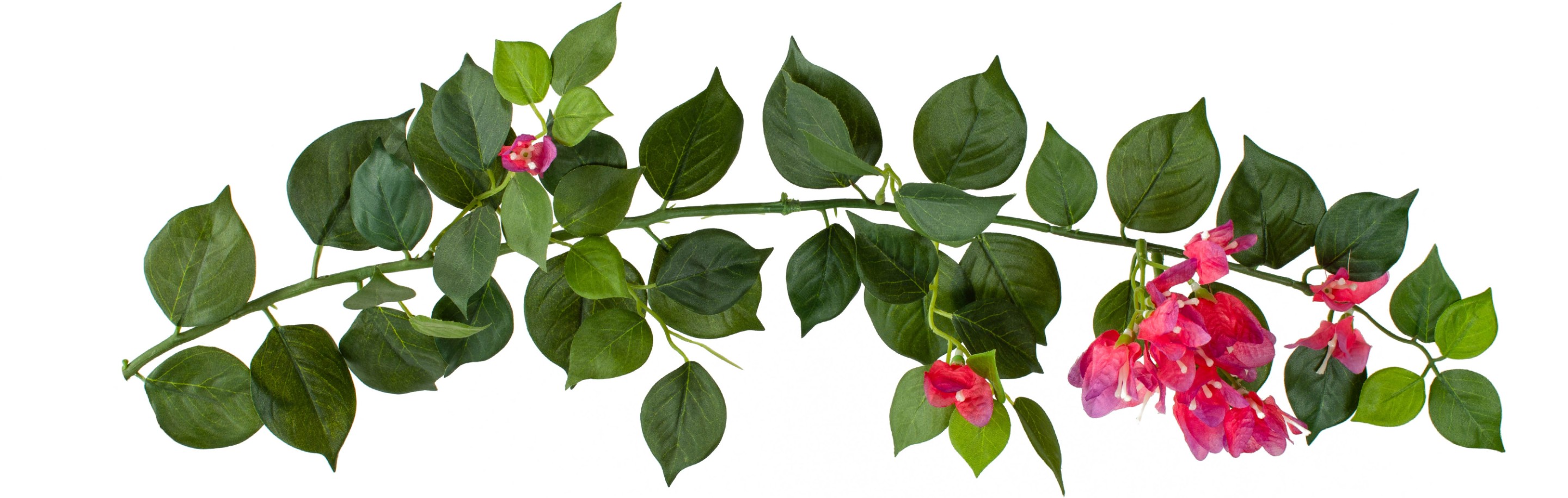uitvergrote stengel van de Firesilx-plant
