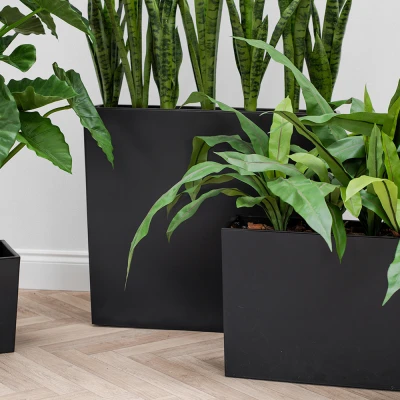vlammenplantjes in potten